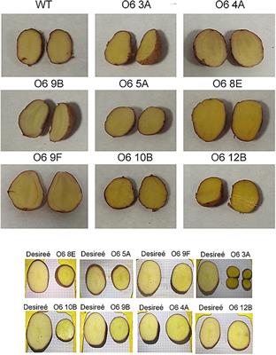 Fortification and bioaccessibility of saffron apocarotenoids in potato tubers